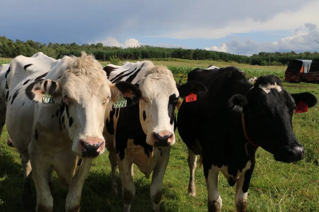 Wisconsin’s Dairy Industry Needs More Than Band-Aid Solutions, Farmers Say