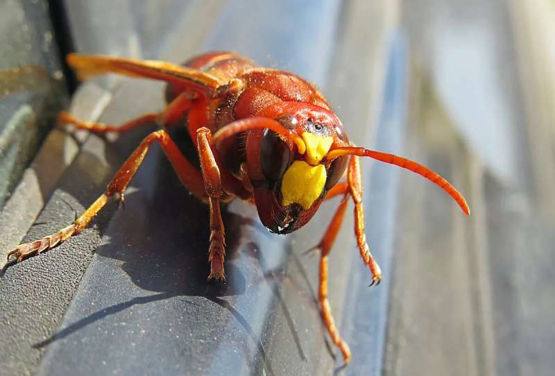At Least We’re Not Getting The Murder Hornets