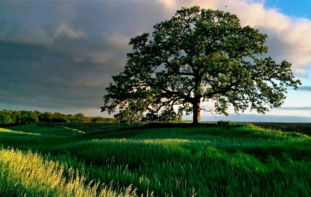 Uncategorized - Up North News