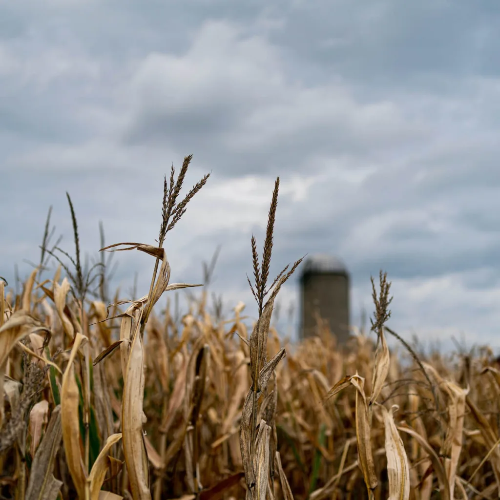 RURAL - Up North News