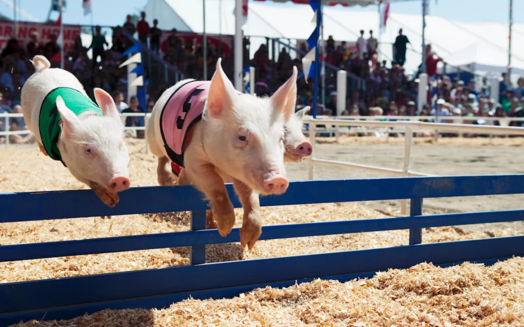 Here’s the Definitive Guide to County Fair Season in Wisconsin
