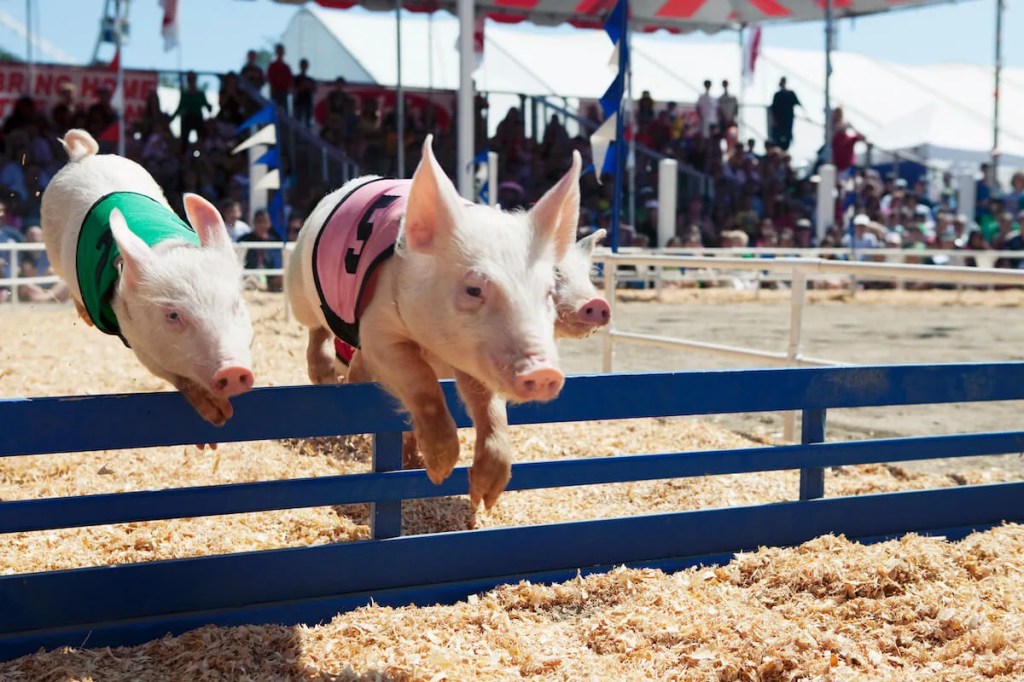 Here’s the Definitive Guide to County Fair Season in Wisconsin