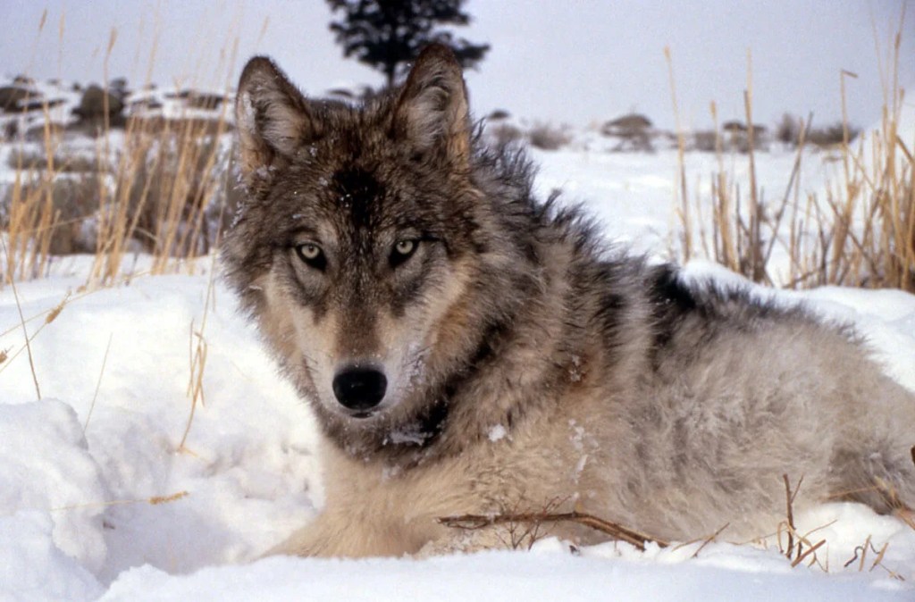 Hunters Recorded Almost Double the Kill Quota In Wisconsin’s Gray Wolf Hunt. It Was Probably Worse, Researchers Find.