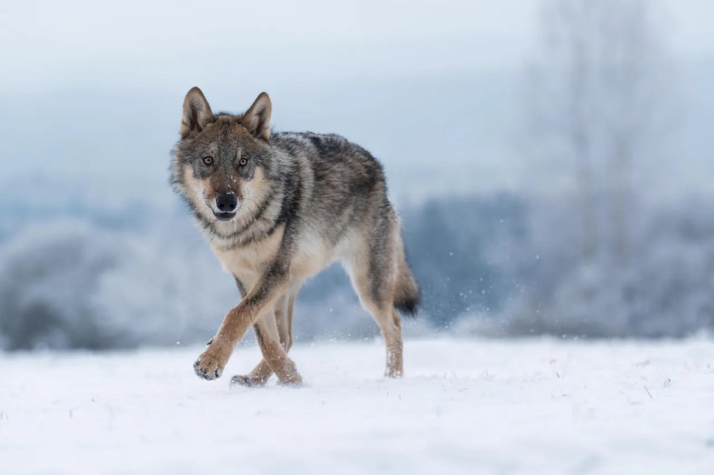 Lawsuit Targets Conservatives’ Push for a Near-Slaughter of Wolves
