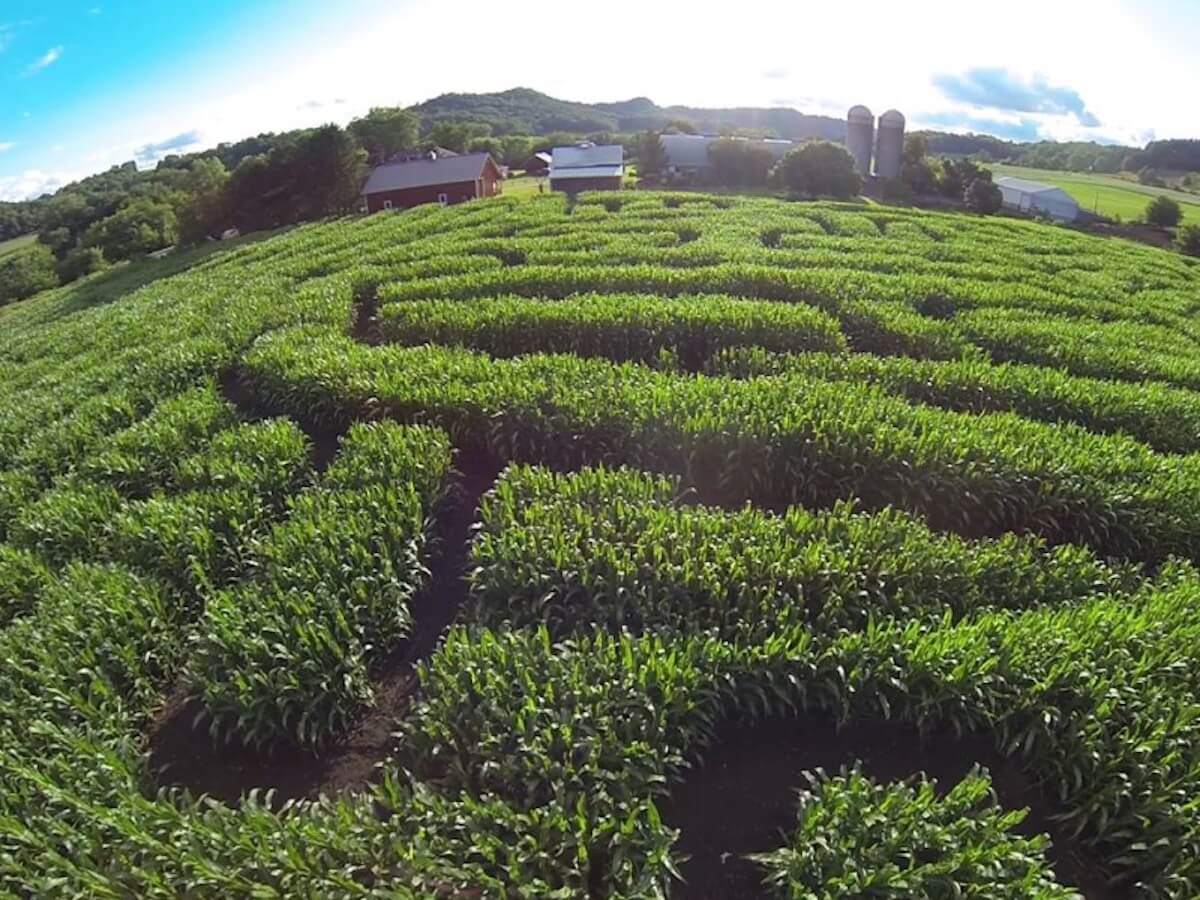 From Anime Designs to Spooky Nighttime Tours, These Are Some of Wisconsin’s Best Corn Mazes From Anime Designs to Spooky Nighttime Tours, These Are Some of Wisconsin’s Best Corn Mazes