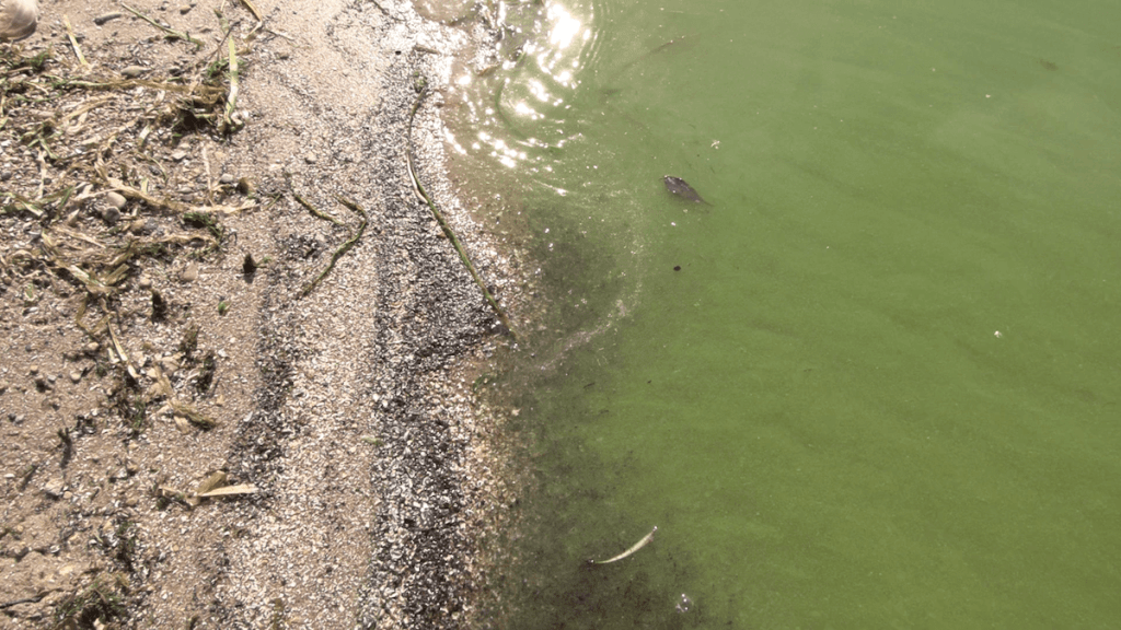 How Climate Change Is Causing Harmful Algae Blooms on Lake Superior