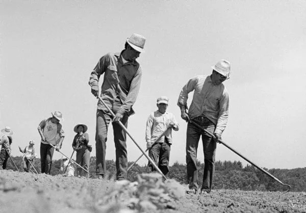 The post-war economic boom of the 1950s and 60s sharply increased Wisconsin crop production. In this photo from the Wisconsin Historical Society, Latino farm workers hoe a cucumber field near Wautoma in 1967.