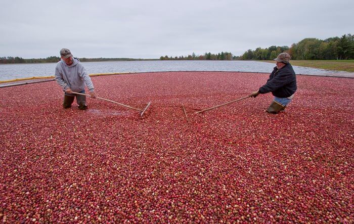 Cranberry bog