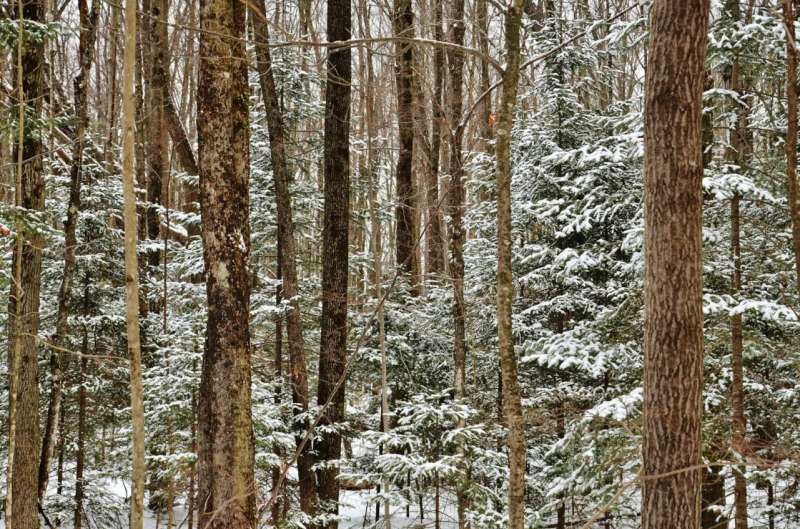 Nicolet National Forest