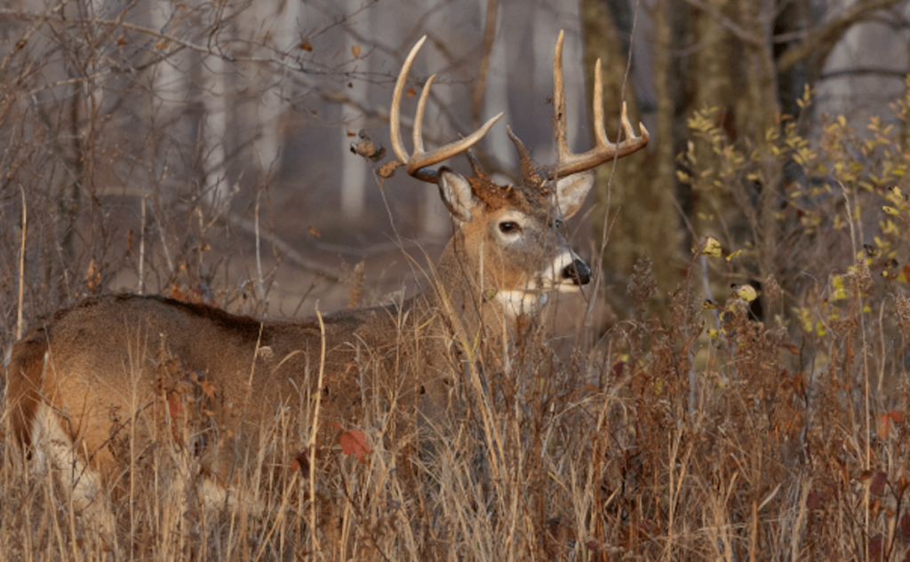 The Lore, Legends, and Traditions of Wisconsin Deer Hunting