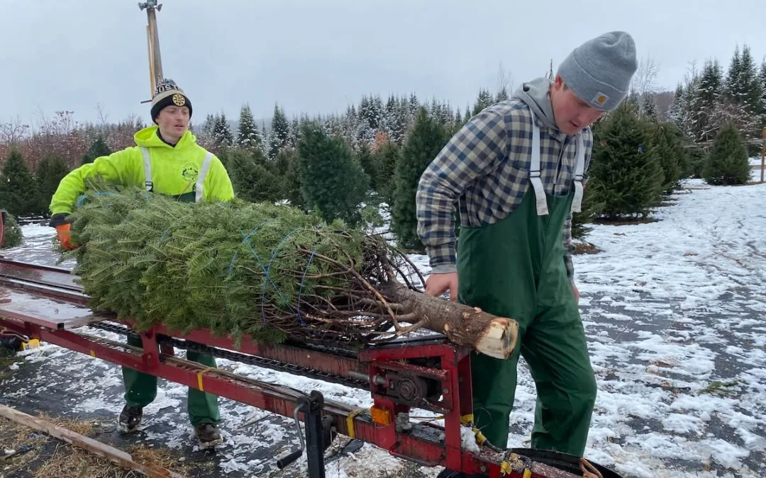 Christmas Tree Farms Enjoying Robust Season Thanks to Demand for Locally Grown Trees