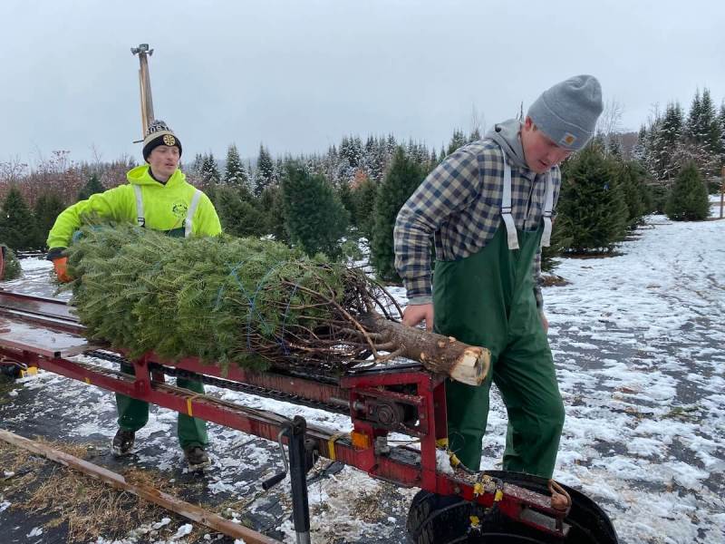 Christmas Tree Farm