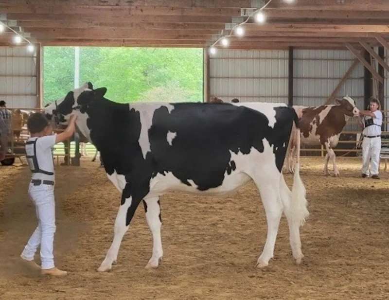 Holstein Stoughton