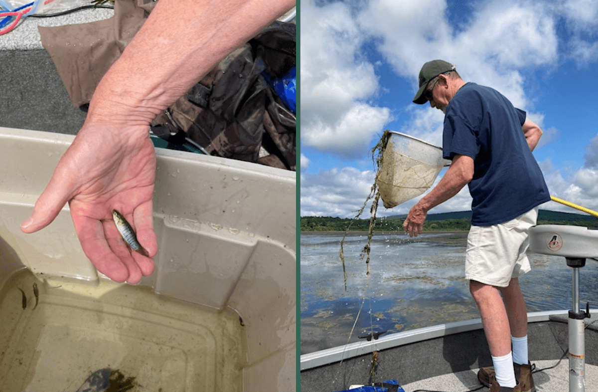 Minnow Men