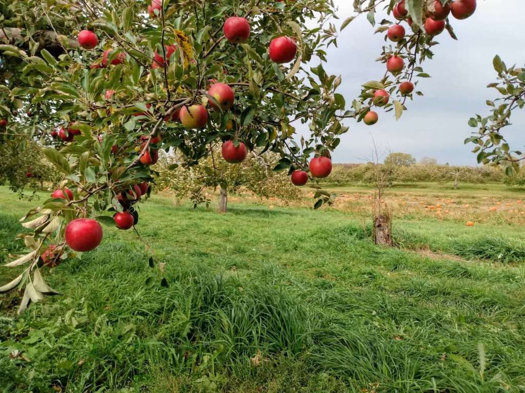 Shop Small, Pick Local: 10 Wisconsin Apple Orchards to Spend a Fall Day