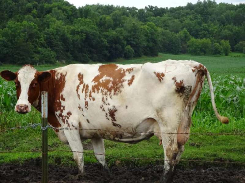 cows in Wisconsin have the right away