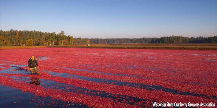 How Wisconsin Became the Cranberry Capital of the World