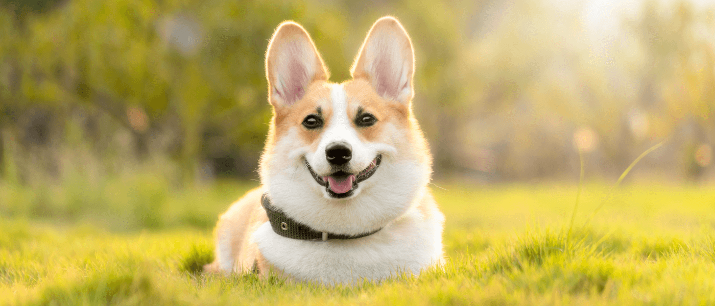 The Most Popular Dog Names Of 2022 In Every State