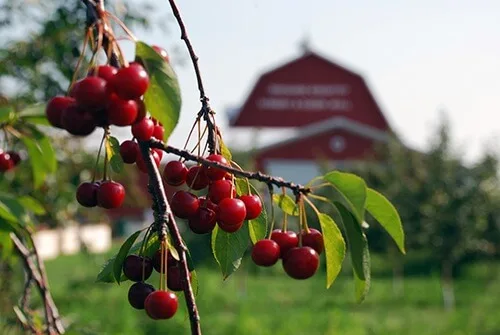 <strong>The Best Cherry Bounce Recipe and the Uniquely Wisconsin Story Behind It </strong>