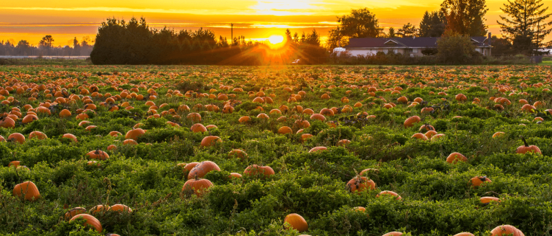 Get Out Your Puffy Vests: Here’s Your Fall Fun Bucket List For Southern Wisconsin
