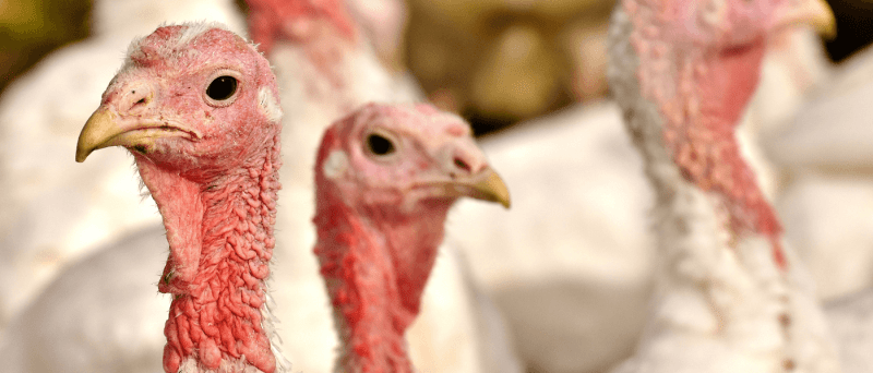 Turkey timeline: When and where to order your local Thanksgiving bird from a Wisconsin farm