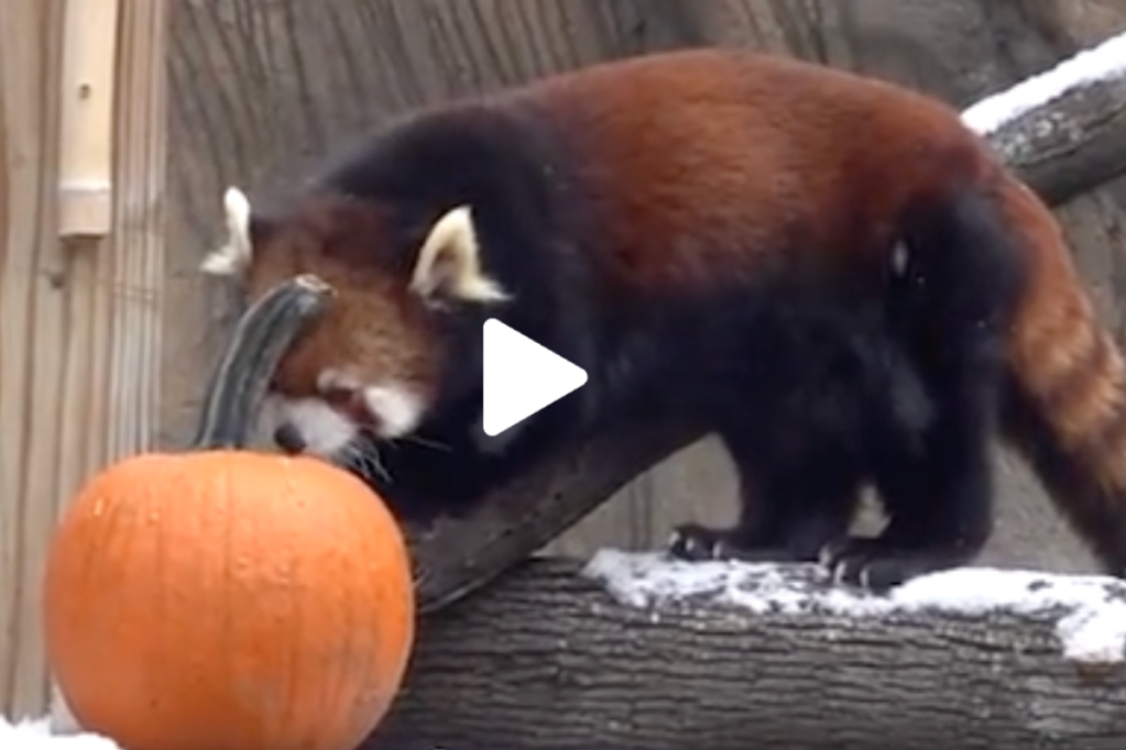 VIDEO: Milwaukee County Zoo gets into the Halloween spirit