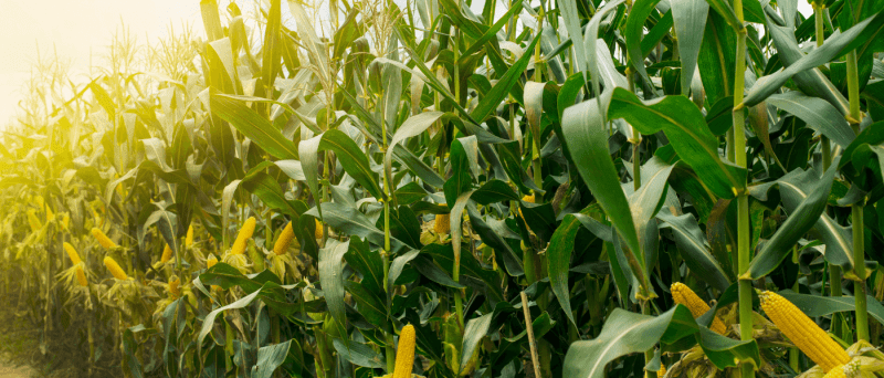 Farm-to-Table Holidays: Where to Buy From Local Wisconsin Growers