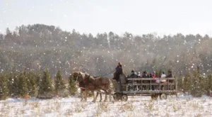 Jingle all the way to these Christmas tree farms & light shows in Wisconsin