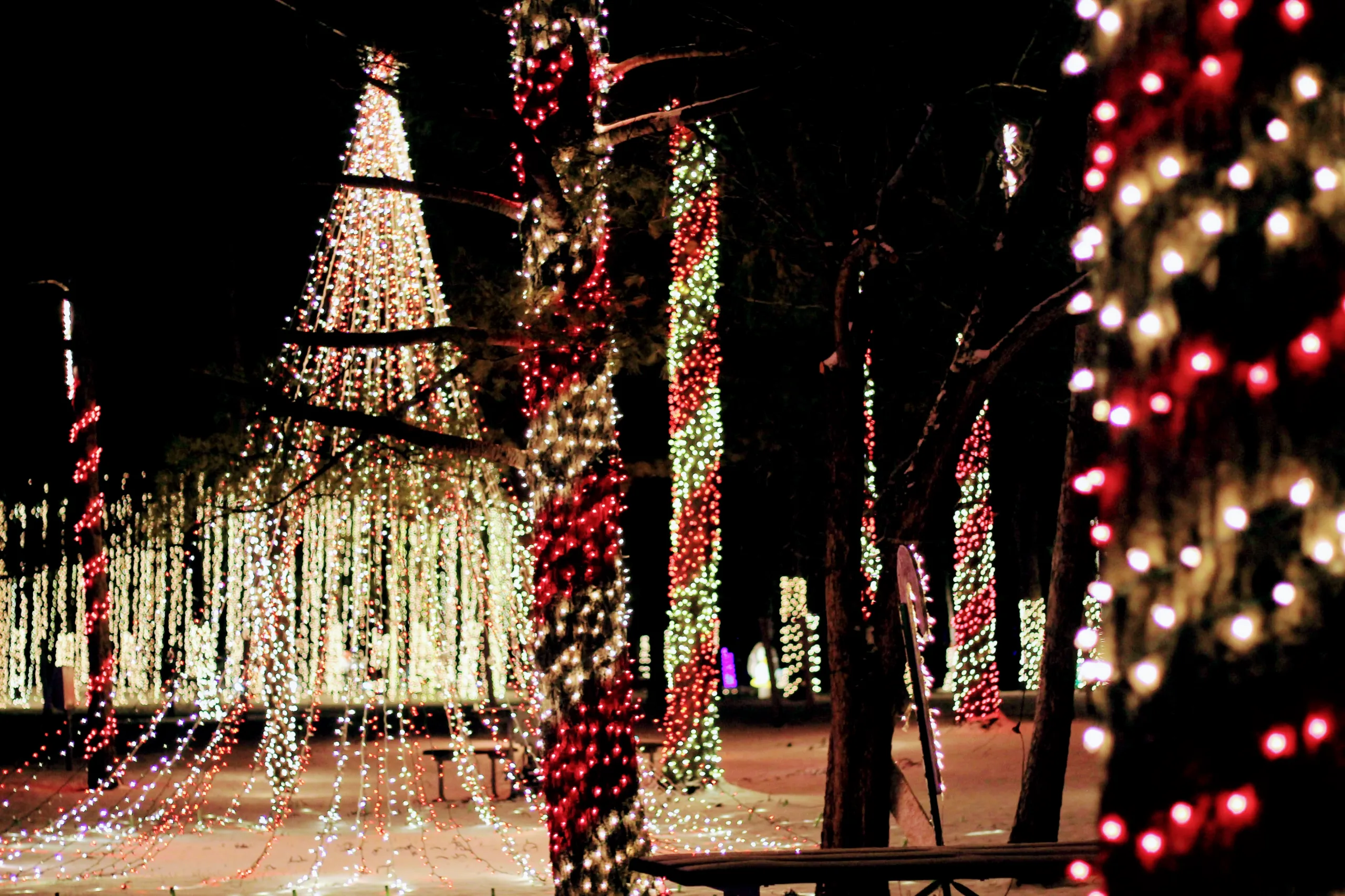 This Caledonia family turned their holiday light show into a children’s book This Caledonia family turned their holiday light show into a children’s book