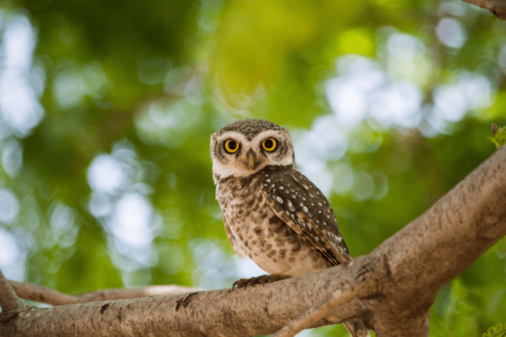 How to celebrate Superb Owl Sunday in Wisconsin (no, it’s not a typo!)