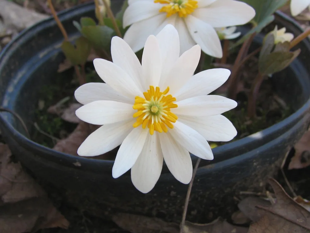 Stop and smell these native Wisconsin flowers this Earth Day