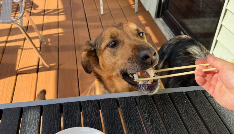 Sip, Sit, Stay: 7 Dog-Friendly Establishments In Eau Claire