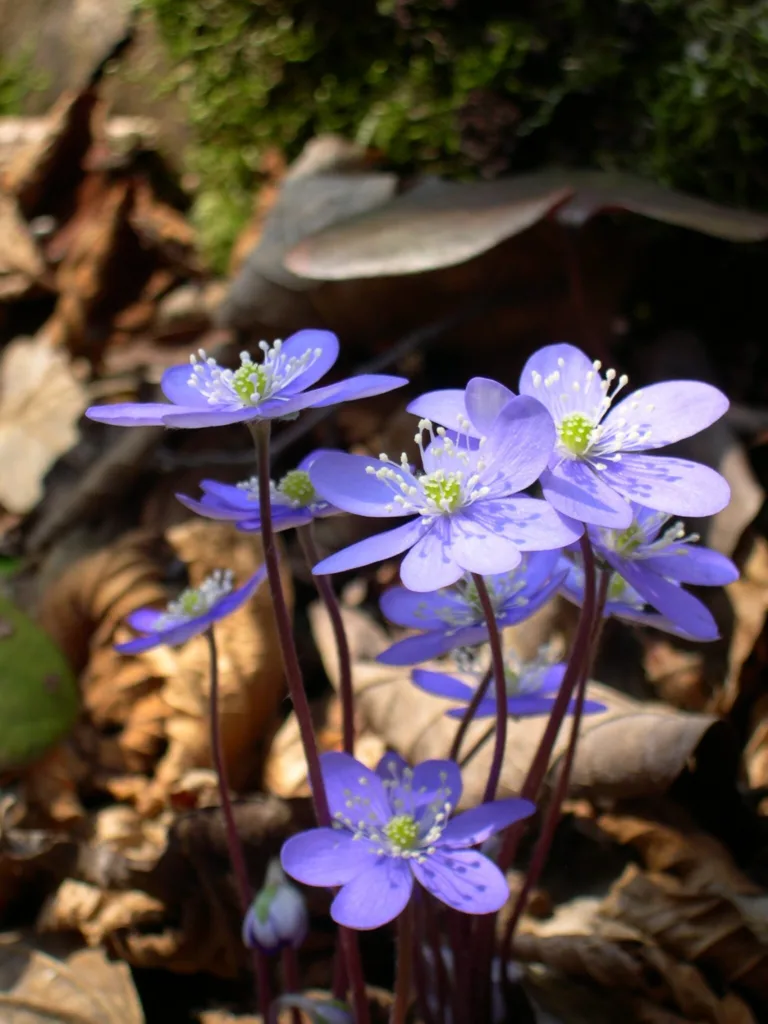 Stop and smell these native Wisconsin flowers this Earth Day