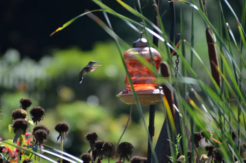 Your 2024 guide to hummingbird season in Wisconsin