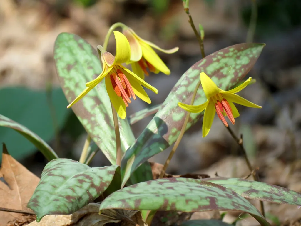 Stop and smell these native Wisconsin flowers this Earth Day