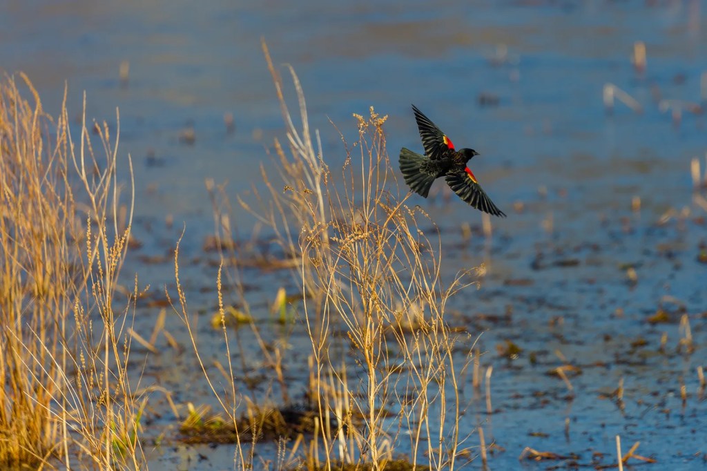 Grab your binoculars! Where to go birdwatching in Wisconsin