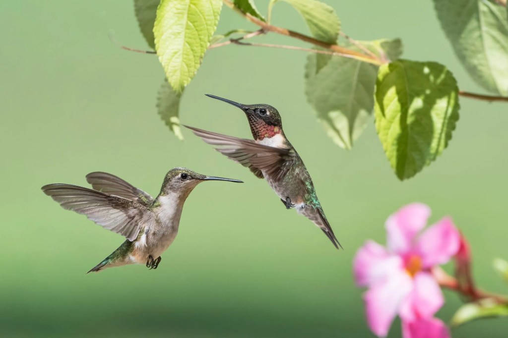 Your 2024 guide to hummingbird season in Wisconsin