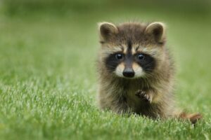 3 Pets That Are Banned In Wisconsin (+ 3 That Surprisingly Aren’t)