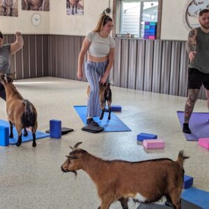 7 places to practice goat yoga in Wisconsin