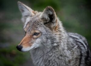 3 Pets That Are Banned In Wisconsin (+ 3 That Surprisingly Aren’t)