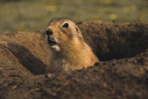 3 Pets That Are Banned In Wisconsin (+ 3 That Surprisingly Aren’t)
