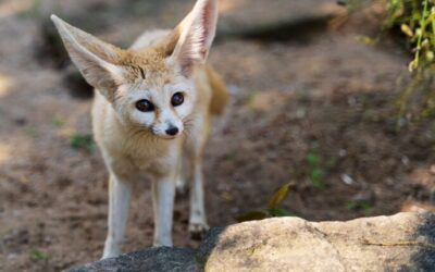 3 pets that are banned in Wisconsin (+ 3 that surprisingly aren’t)