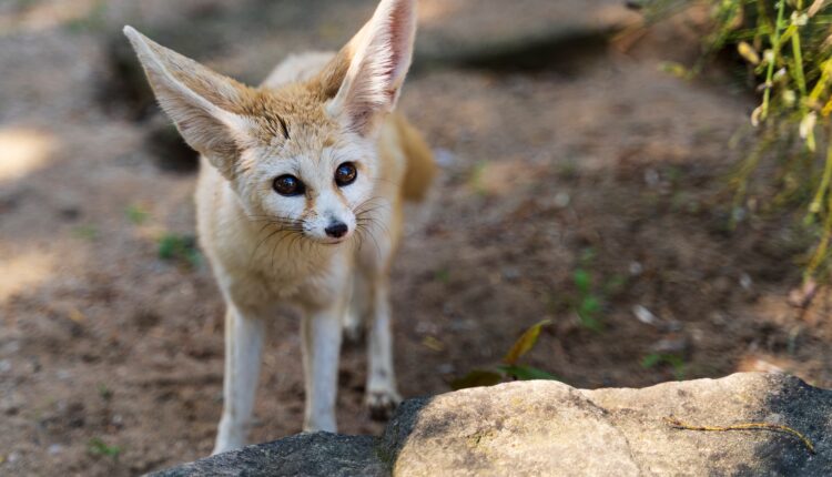 3 Pets That Are Banned In Wisconsin (+ 3 That Surprisingly Aren’t)