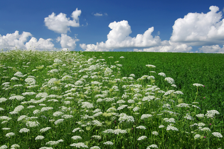 A field of Queen Anne’s lace flowers (Daucus carota), also known as “wild carrot”, “bird’s nest” and “bishop’s lace”, grows in southern Wisconsin.