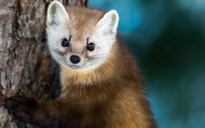 Learn about 10 endangered species that call Wisconsin home
