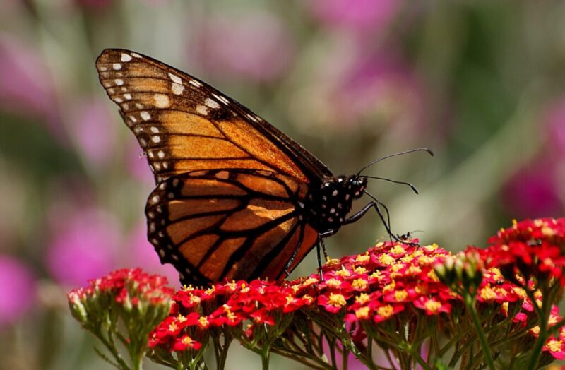 Keep your eyes peeled for 8 animals migrating across Wisconsin this fall