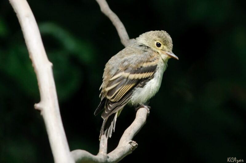 Keep your eyes peeled for 8 animals migrating across Wisconsin this fall