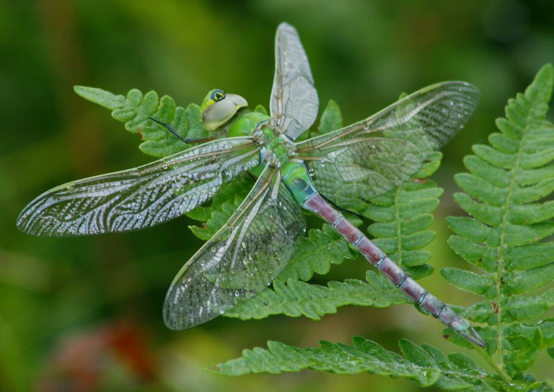 Keep your eyes peeled for 8 animals migrating across Wisconsin this fall