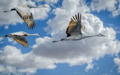 Keep your eyes peeled for 8 animals migrating across Wisconsin this fall