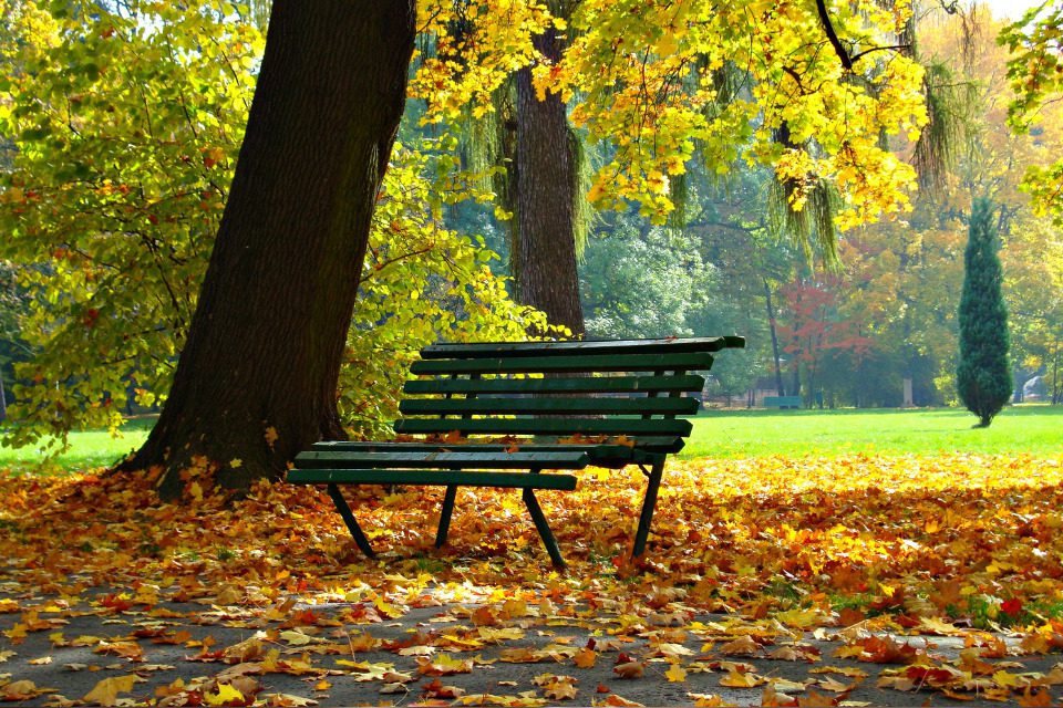 A park bench among fall leaves.